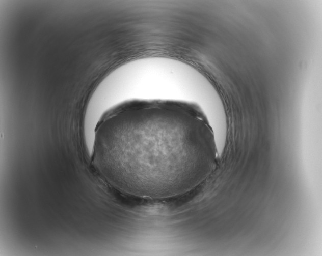 X0000088750696200706212115