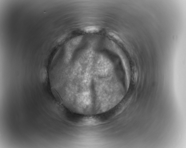 X0000088750704200706212115