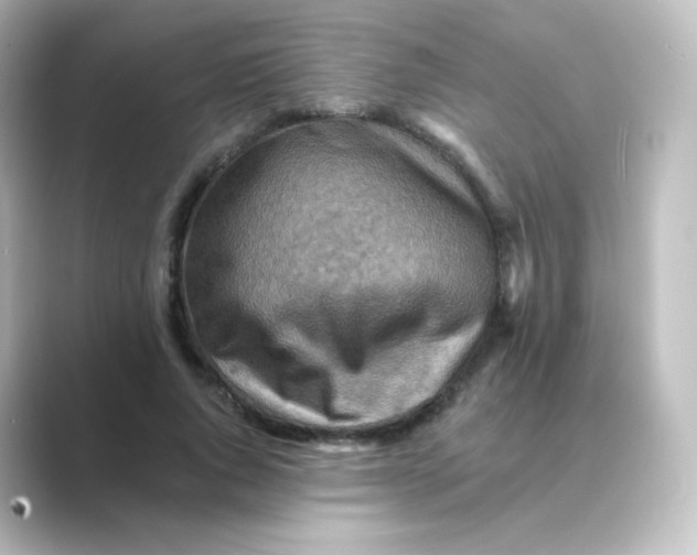 X0000088750736200706212114