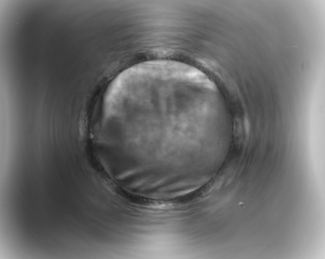 X0000088750760200706212114