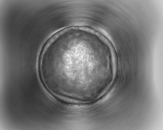 X0000088750803200706212114