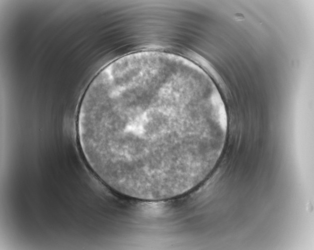 X0000088750810200706212113