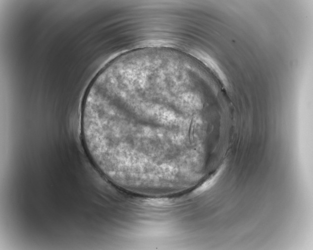 X0000088750844200706212113