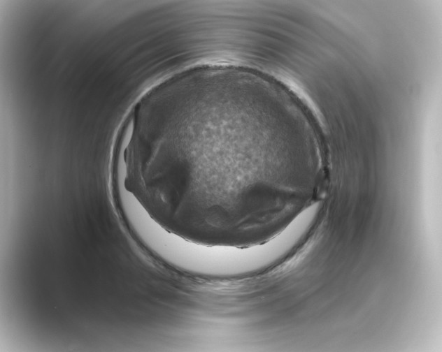 X0000088750845200706212113