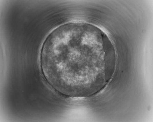 X0000088750864200706212113