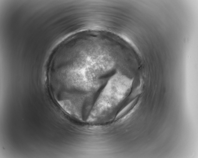 X0000088751070200706212110