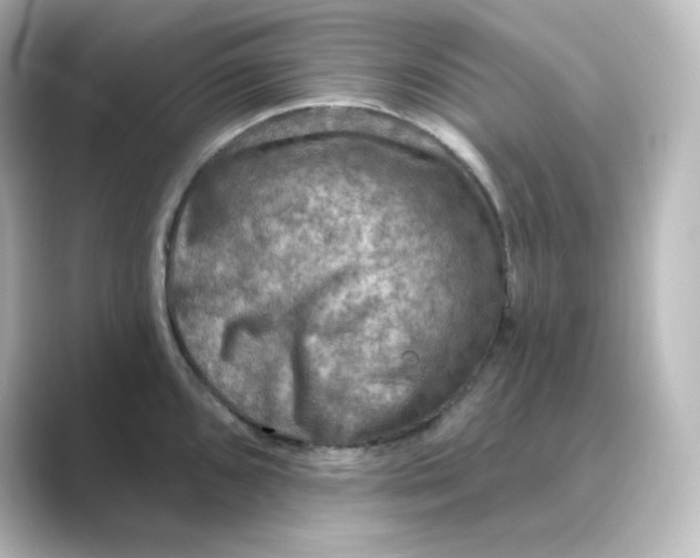 X0000088751096200706212110