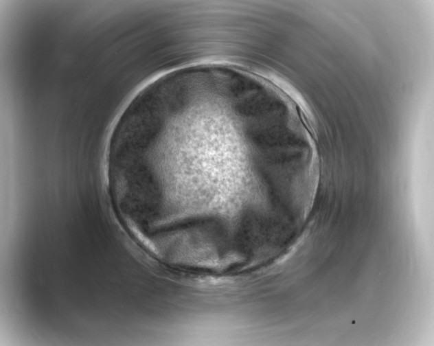 X0000088751148200706212110