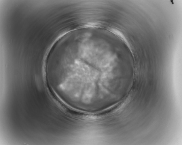 X0000088751235200706212109