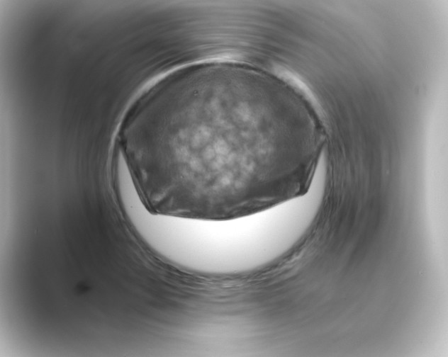 X0000088751324200706212108