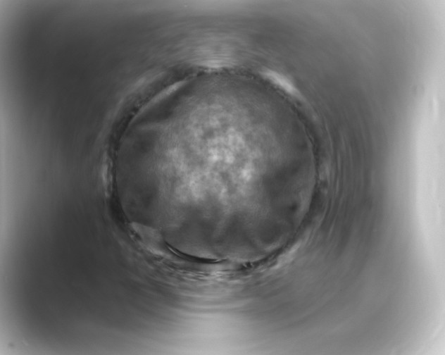 X0000088751398200706212106