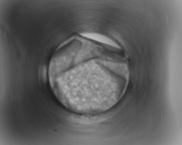 X0000088750022200706282214