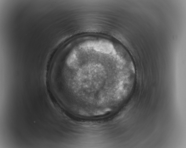 X0000088750434200706282208