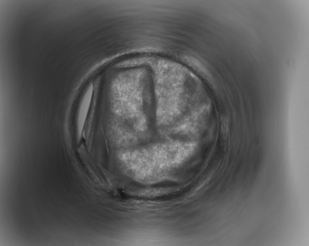 X0000088750676200706282206