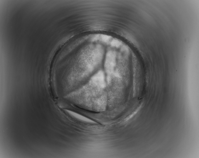 X0000088750930200706282202