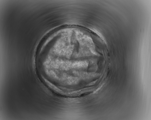 X0000088750976200706282202