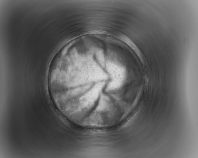 X0000088751002200706282201