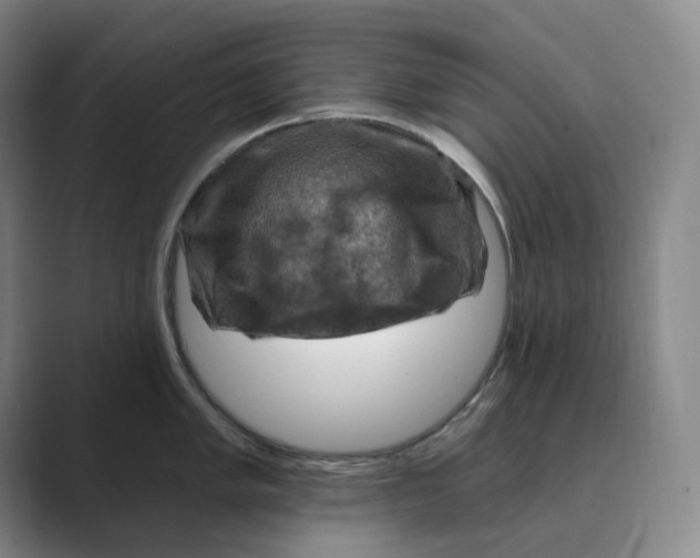 X0000088751005200706282201