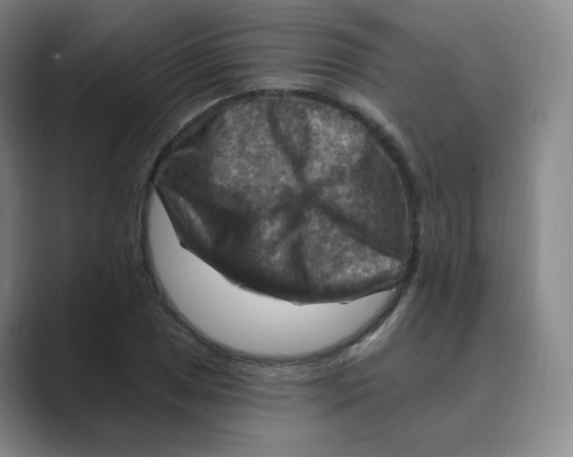 X0000088751025200706282201