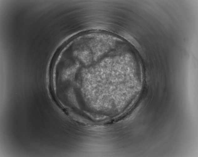 X0000088751028200706282201