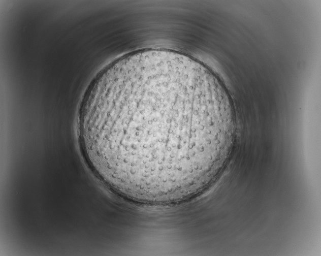 X0000088751040200706282201