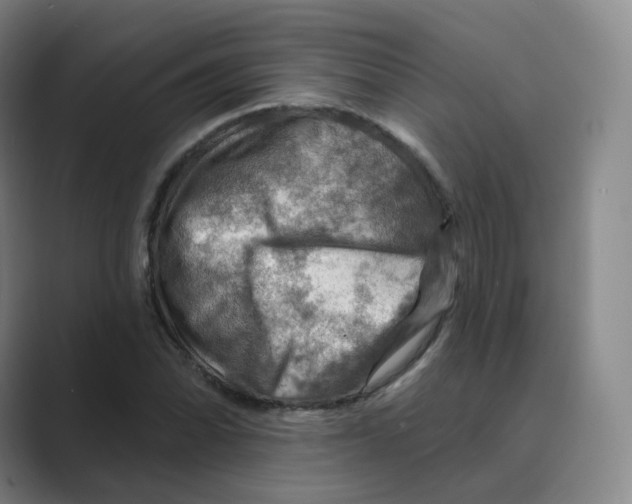 X0000088751070200706282200