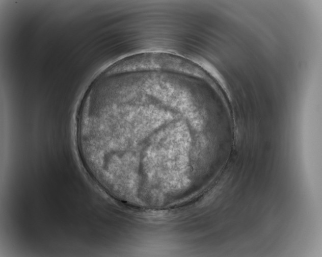 X0000088751096200706282200