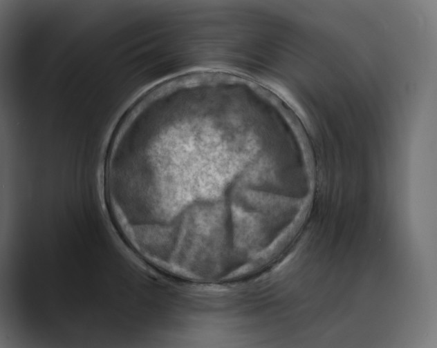 X0000088751100200706282200