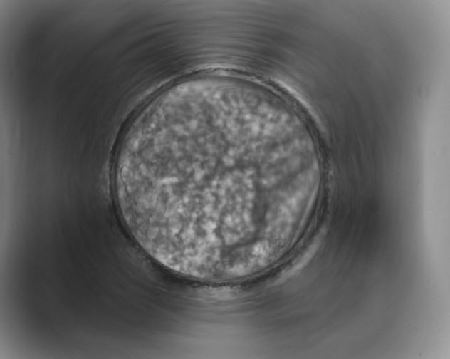 X0000088751121200706282200