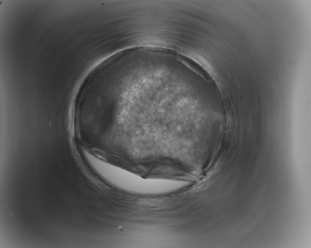 X0000088751128200706282200