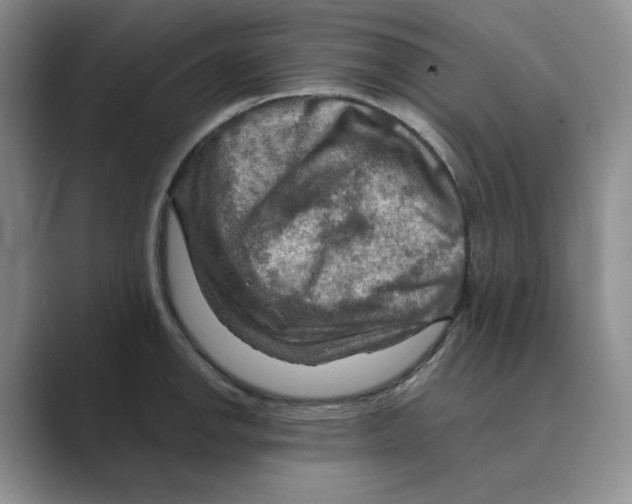 X0000088751142200706282200