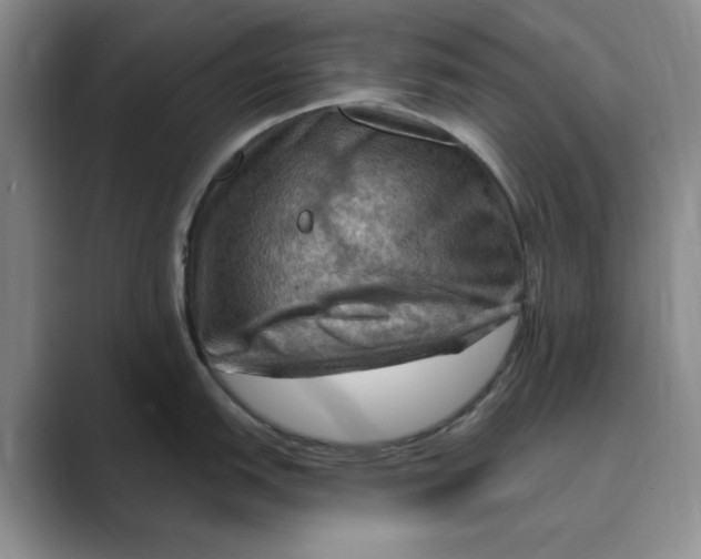 X0000088751151200706282200