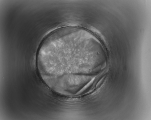 X0000088751174200706282159