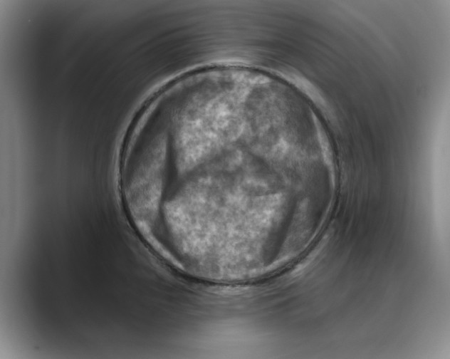 X0000088751240200706282159