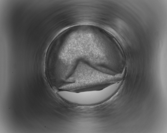 X0000088751244200706282159