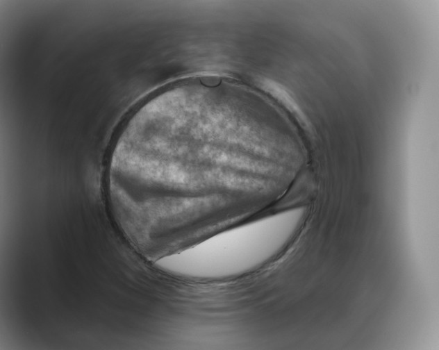 X0000088751260200706282158