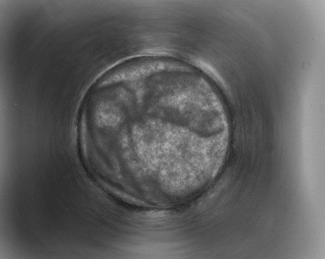 X0000088751268200706282158