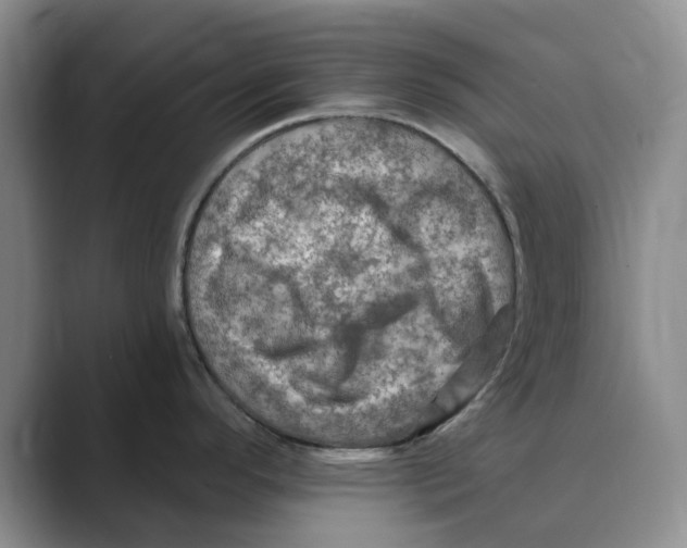 X0000088751296200706282158