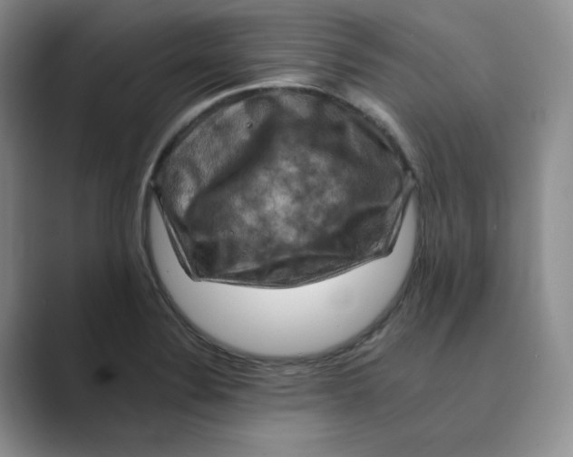 X0000088751324200706282157