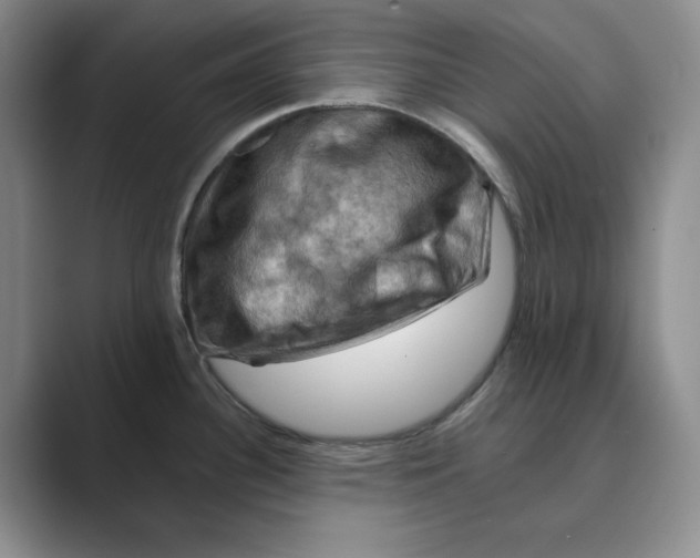 X0000088751340200706282157