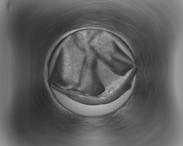 X0000088751531200706282155