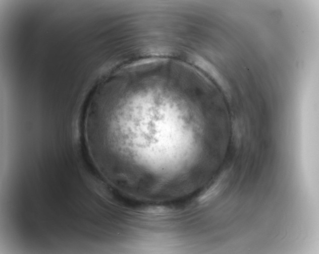 X0000088830203200706211821