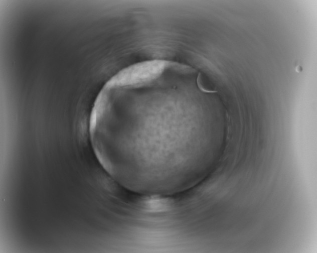 X0000088830336200706211819