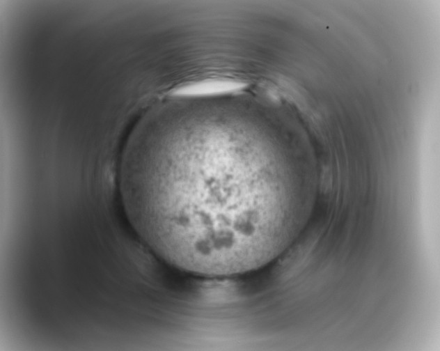 X0000088830363200706211819