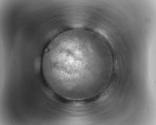 X0000088830495200706211817