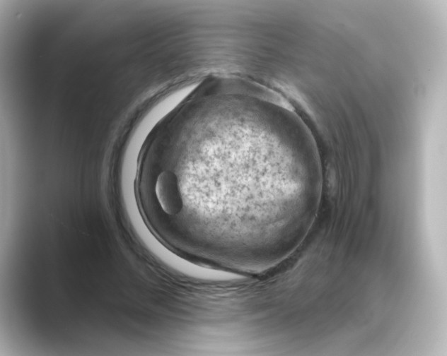 X0000088830684200706211815