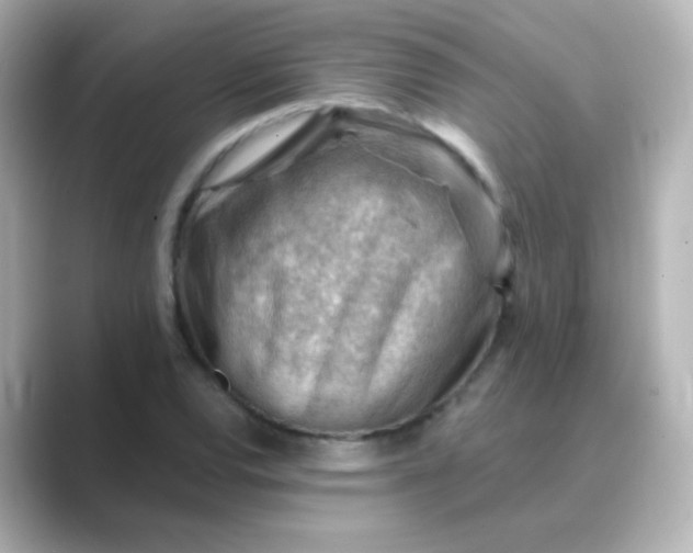 X0000088831120200706211810