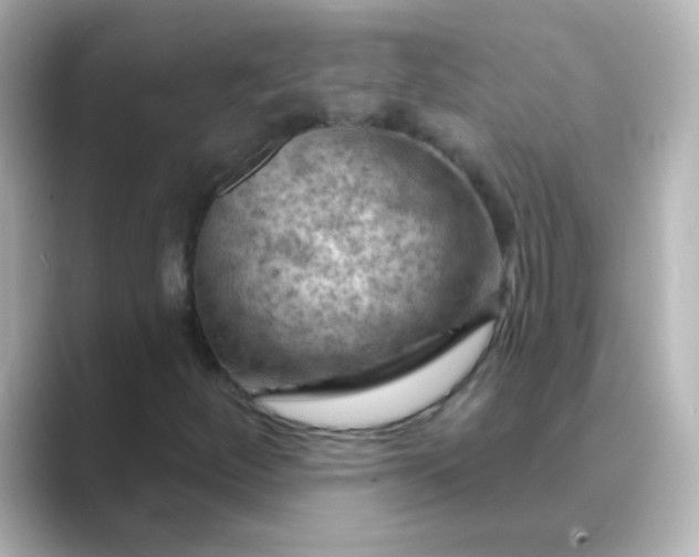 X0000088831252200706211808