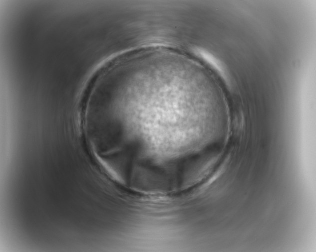 X0000088831310200706211807