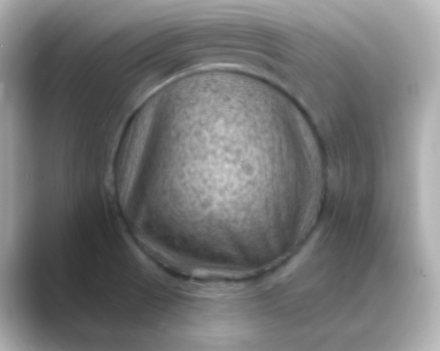 X0000088831521200706211805